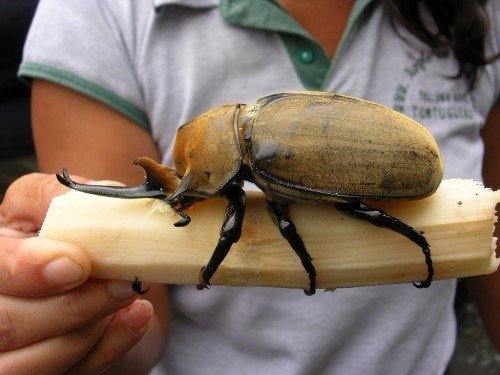 Породы жуков в Курлово | ЗооТом портал о животных
