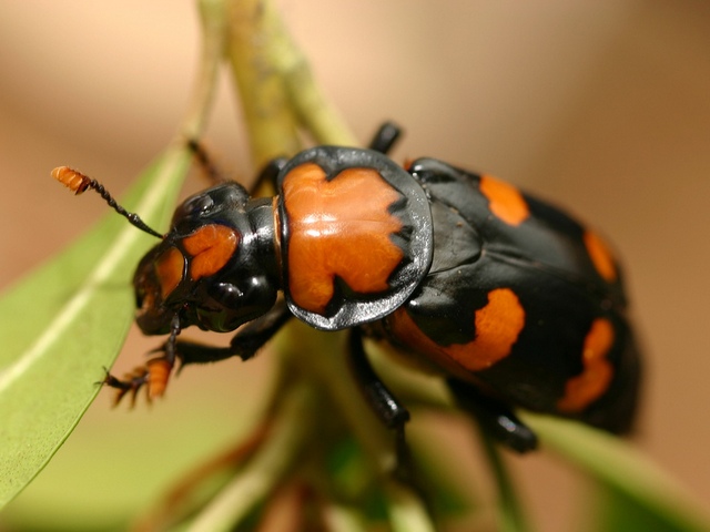 Все о жуках в Курлово | ЗооТом портал о животных