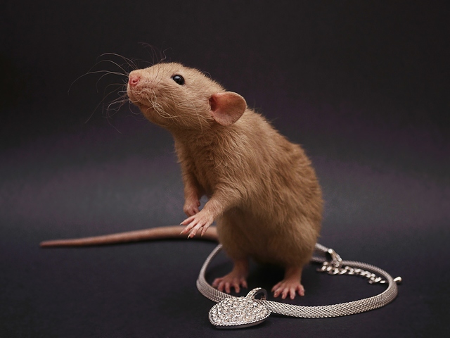 Породы крыс | ЗооТом - продажа, вязка и услуги для животных в Курлово