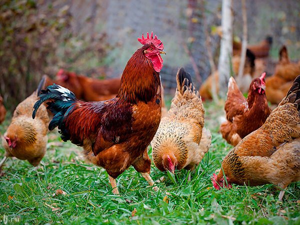 Породы куриц | ЗооТом - продажа, вязка и услуги для животных в Курлово