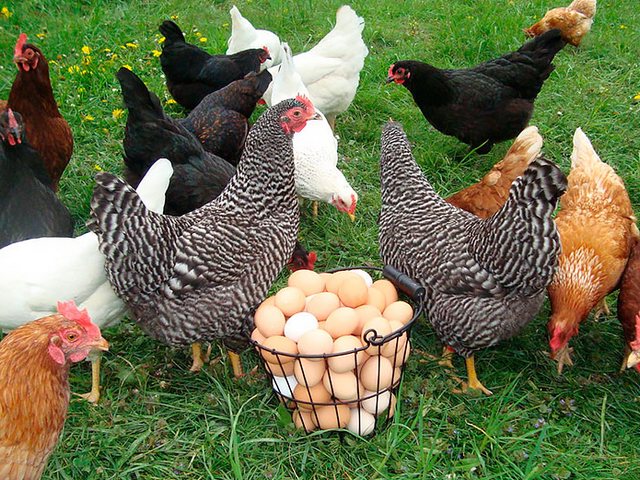 Содержание кур и уход за ними | ЗооТом - продажа, вязка и услуги для животных в Курлово