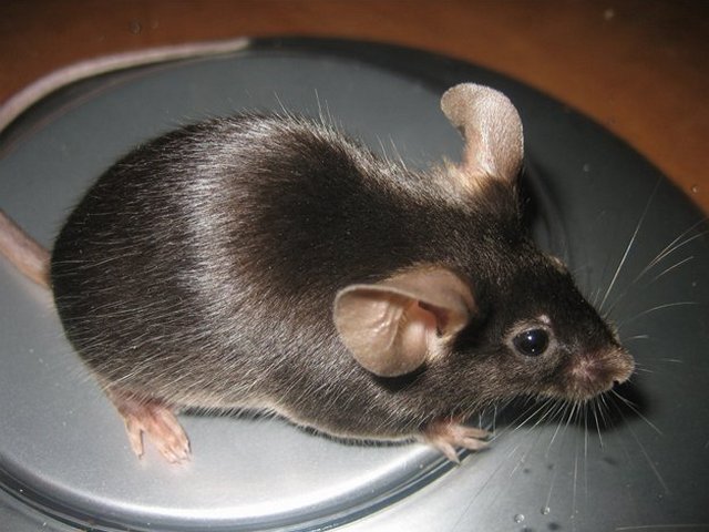 Все о мышах в Курлово | ЗооТом - продажа, вязка и услуги для животных в Курлово