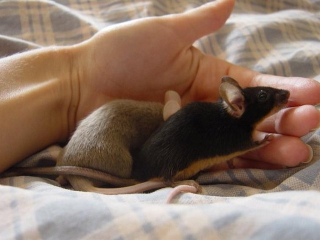 Все о мышах в Курлово | ЗооТом - продажа, вязка и услуги для животных в Курлово