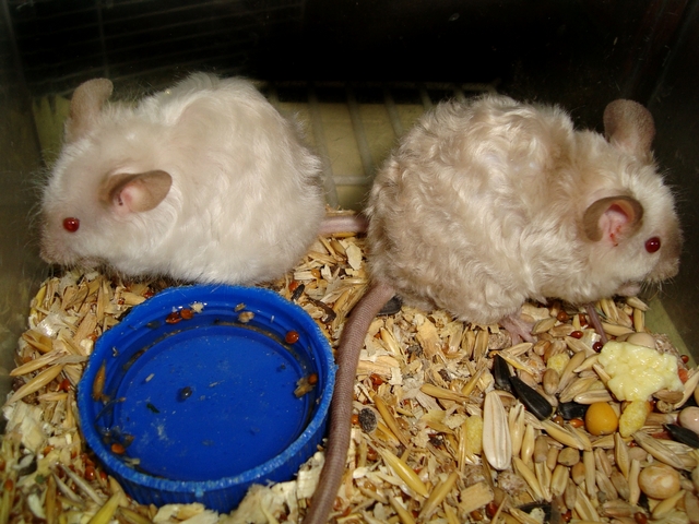 Породы мышей | ЗооТом - продажа, вязка и услуги для животных в Курлово
