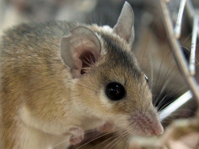 Содержание мышей и уход за ними в Курлово | ЗооТом - продажа, вязка и услуги для животных в Курлово