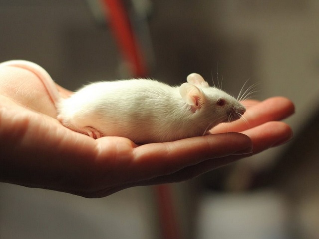 Содержание мышей и уход за ними в Курлово | ЗооТом - продажа, вязка и услуги для животных в Курлово