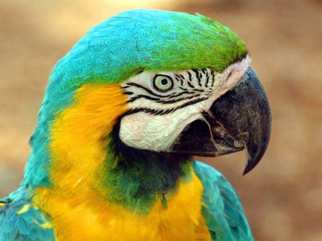 Все о попугаях в Курлово | ЗооТом портал о животных