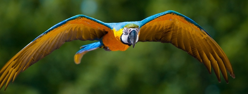 Все о попугаях в Курлово | ЗооТом портал о животных