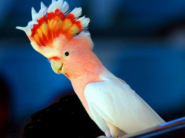 Породы попугаев | ЗооТом - продажа, вязка и услуги для животных в Курлово