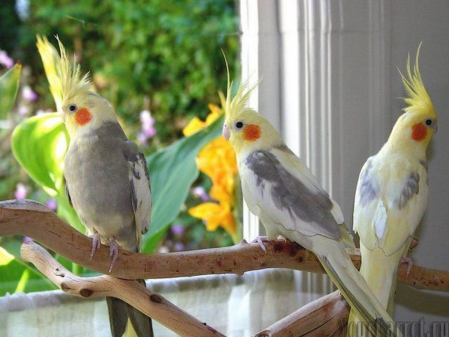 Содержание попугаев и уход за ними | ЗооТом - продажа, вязка и услуги для животных в Курлово
