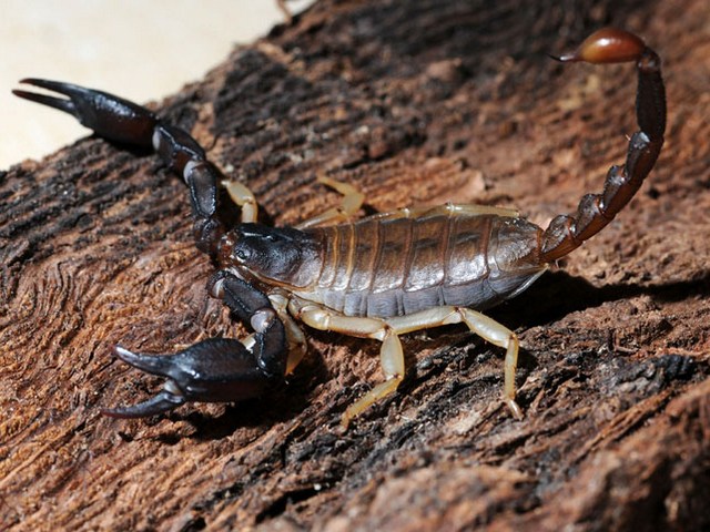 Породы скорпионов в Курлово | ЗооТом портал о животных