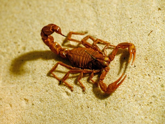 Породы скорпионов в Курлово | ЗооТом портал о животных