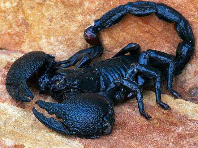 Все о скорпионах в Курлово | ЗооТом портал о животных