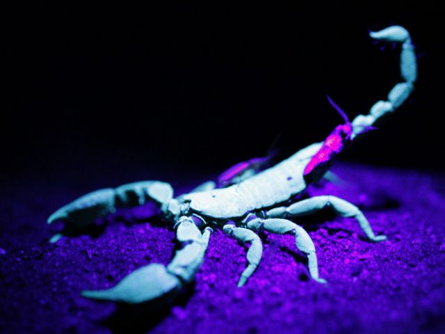 Все о скорпионах в Курлово | ЗооТом портал о животных