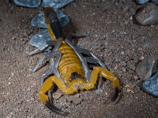 Содержание скорпионов и уход за ними в Курлово | ЗооТом портал о животных