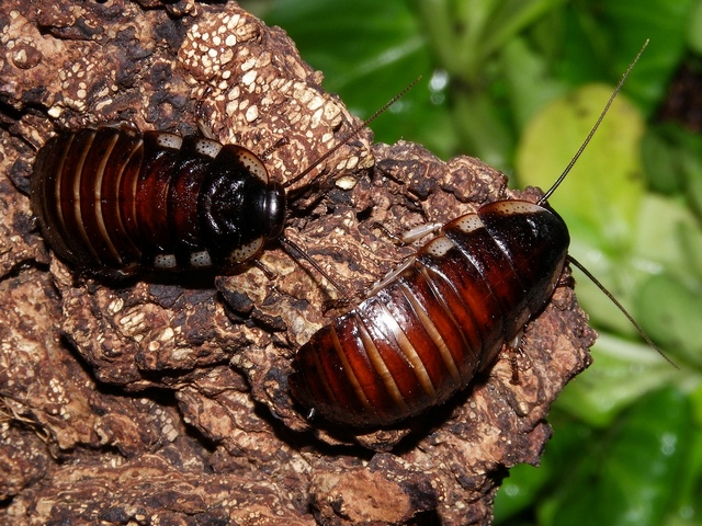 Породы тараканов в Курлово | ЗооТом портал о животных