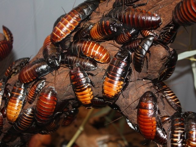 Содержание тараканов и уход за ними в Курлово | ЗооТом портал о животных