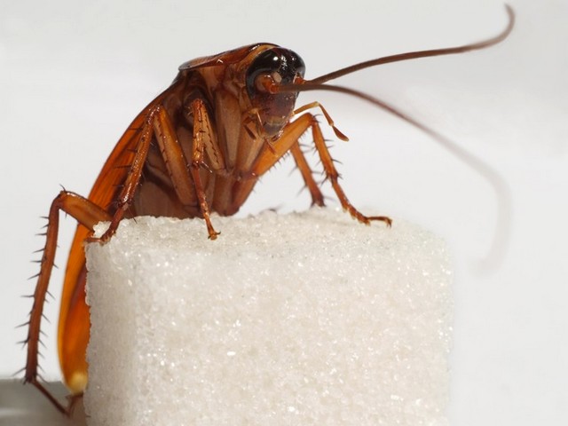 Все о тараканах в Курлово | ЗооТом портал о животных