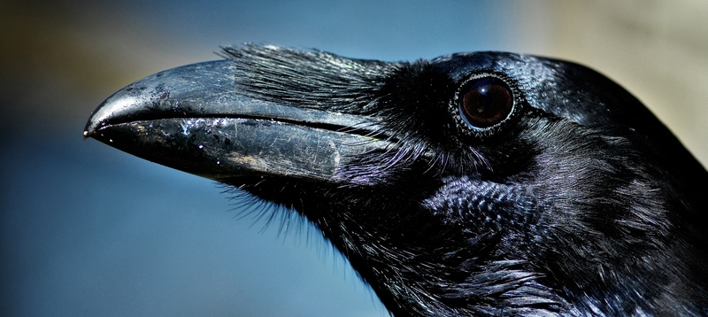 Все о воронах в Курлово | ЗооТом портал о животных