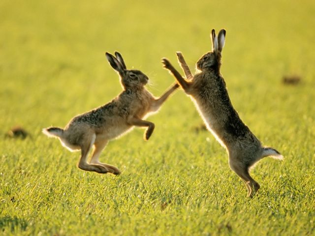 Породы зайцев | ЗооТом - продажа, вязка и услуги для животных в Курлово