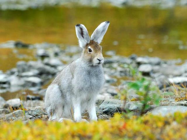 Содержание зайцев и уход за ними | ЗооТом - продажа, вязка и услуги для животных в Курлово