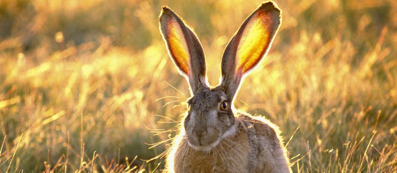 Все о зайцах | ЗооТом - продажа, вязка и услуги для животных в Курлово