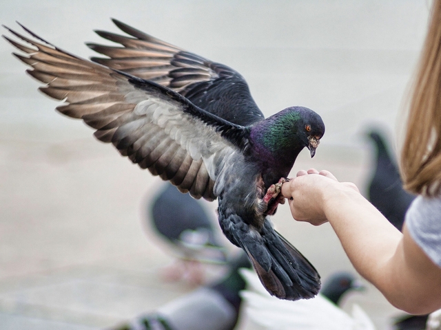 Все о голубях | ЗооТом - продажа, вязка и услуги для животных в Курлово
