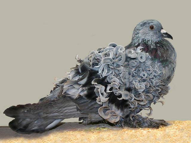 Породы голубей | ЗооТом - продажа, вязка и услуги для животных в Курлово