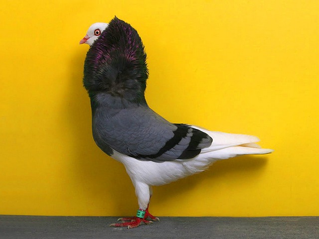 Породы голубей | ЗооТом - продажа, вязка и услуги для животных в Курлово