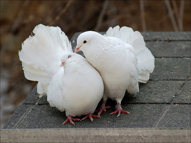 Содержание голубей и уход за ними в Курлово