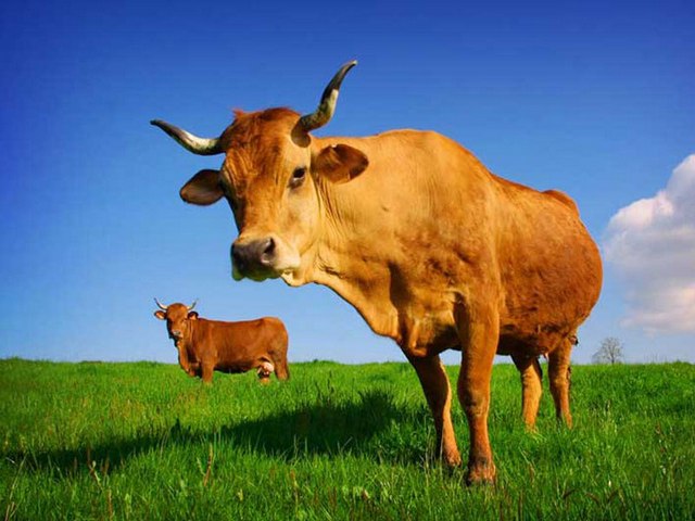 Все о коровах в Курлово | ЗооТом портал о животных