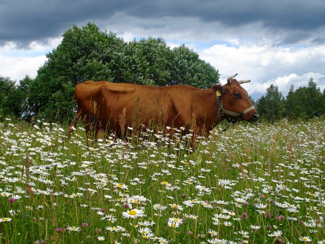 Все о коровах в Курлово | ЗооТом портал о животных