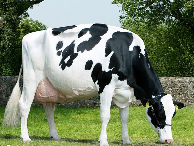 Породы коров в Курлово | ЗооТом портал о животных
