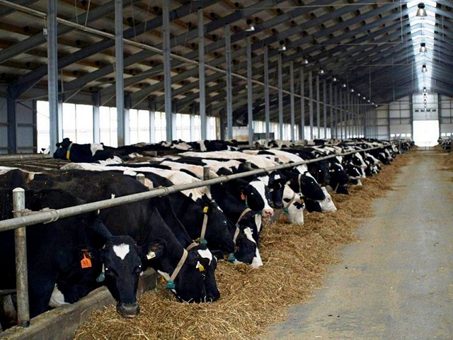 Содержание коров и уход за ними в Курлово | ЗооТом портал о животных