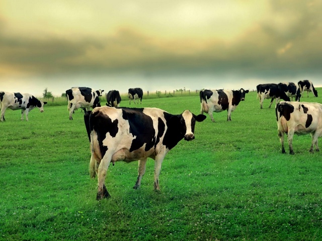 Содержание коров и уход за ними в Курлово | ЗооТом портал о животных