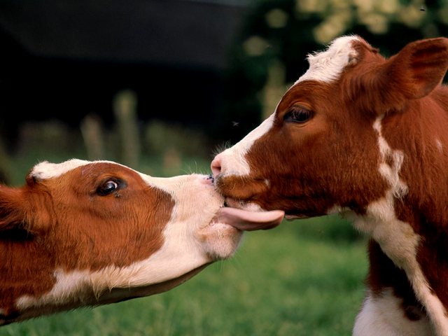 Статьи о коровах в Курлово | ЗооТом портал о животных