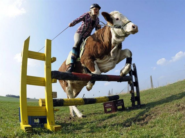 Статьи о коровах в Курлово | ЗооТом портал о животных