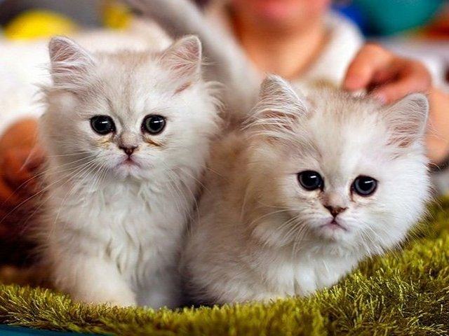 Породы кошек в Курлово | ЗооТом портал о животных