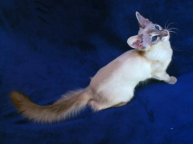 Выведенные породы кошек в Курлово | ЗооТом портал о животных