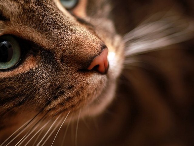 Статьи о кошках в Курлово | ЗооТом портал о животных