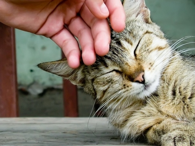 Интересные статьи о кошках в Курлово | ЗооТом портал о животных