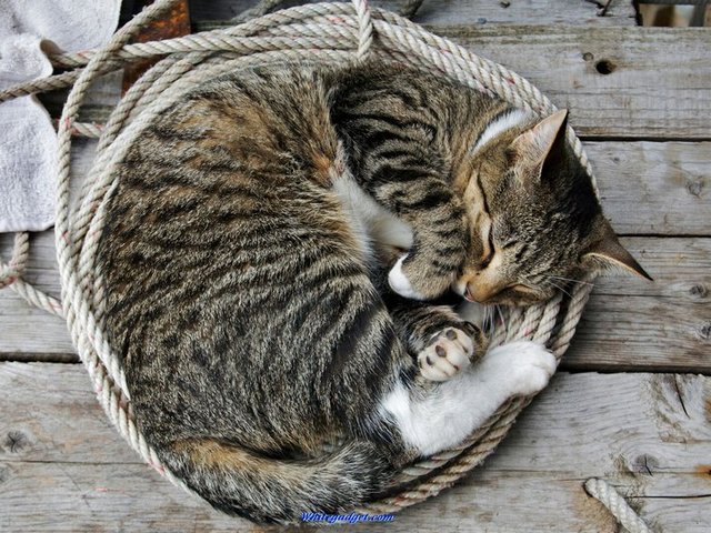 Все о кошках в Курлово | ЗооТом портал о животных