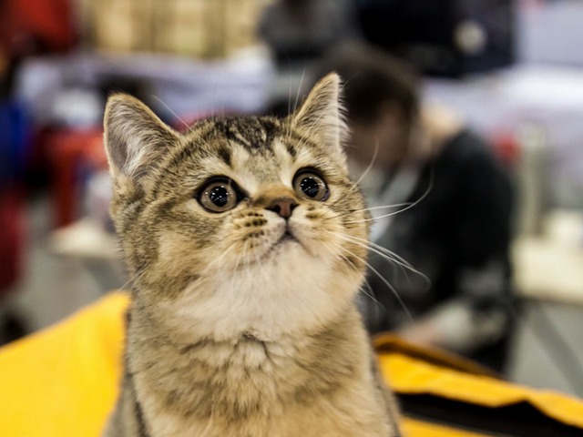 Выставки кошек в Курлово | ЗооТом портал о животных