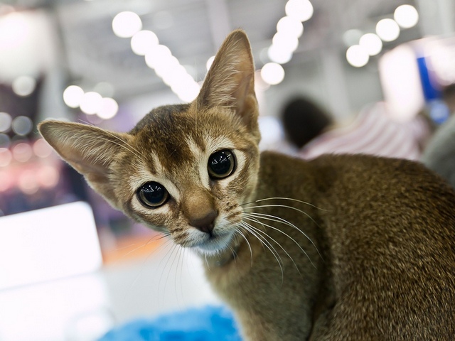 Выставки кошек в Курлово | ЗооТом портал о животных