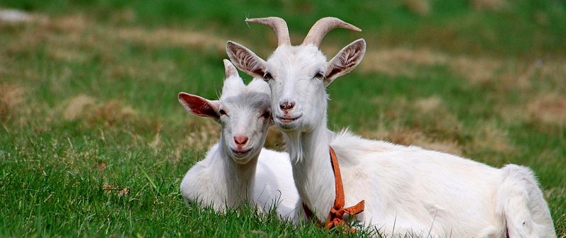 Все о козах в Курлово | ЗооТом портал о животных
