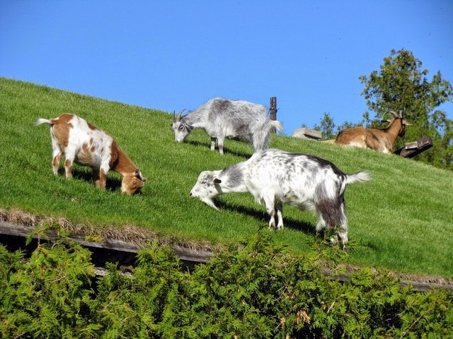 Все о козах в Курлово | ЗооТом портал о животных