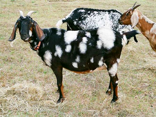 Породы коз в Курлово | ЗооТом портал о животных