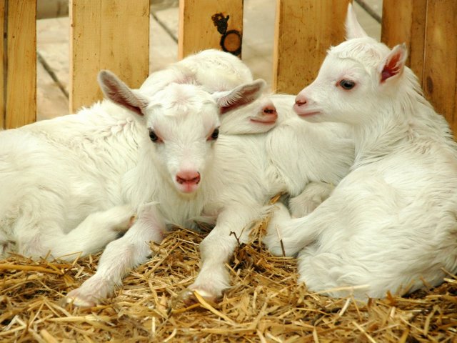 Содержание коз и уход за ними в Курлово | ЗооТом портал о животных
