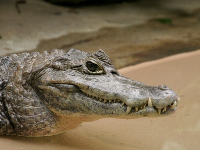 Все о крокодилах в Курлово | ЗооТом портал о животных