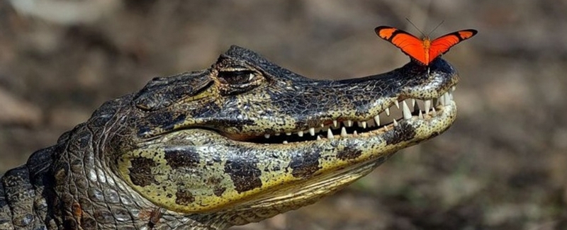 Все о крокодилах в Курлово | ЗооТом портал о животных